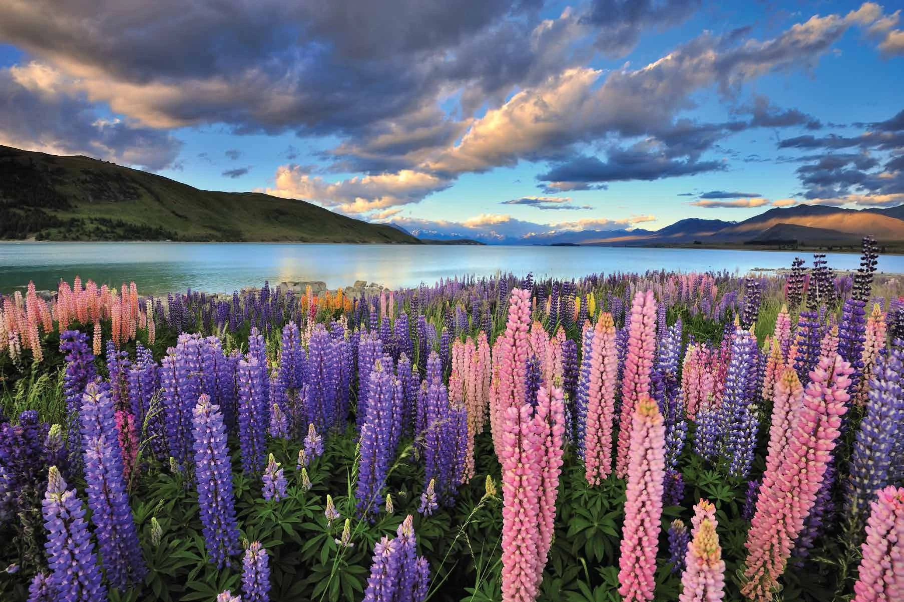 Colourful lupins beside Lake Tekapo